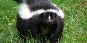 skunk
